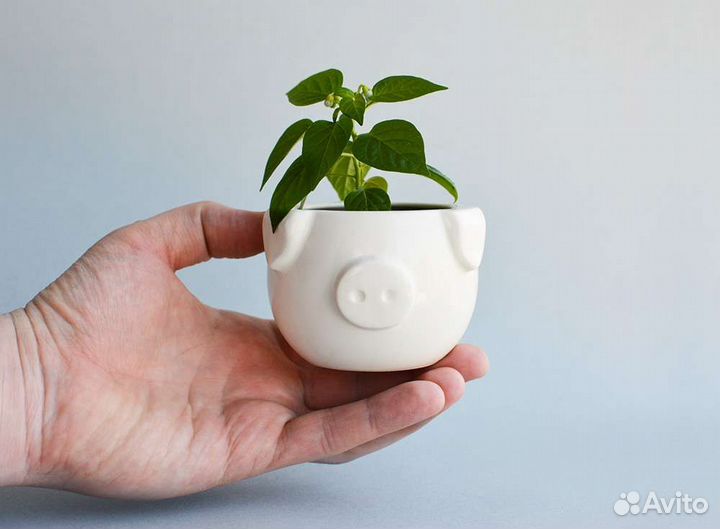 Миникашпо Свинки