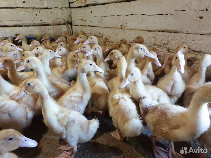 Куры бройлеры и утки