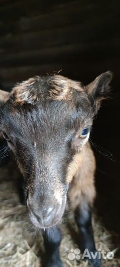 Продается коза с козленком