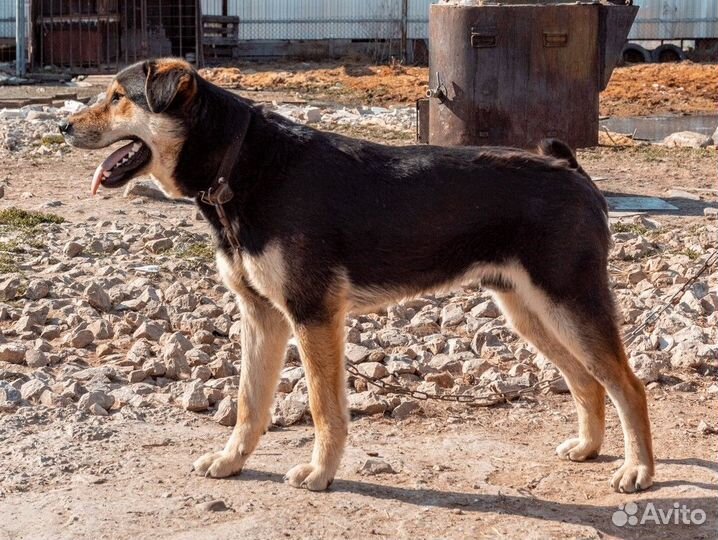 Метис хаски и лабрадора