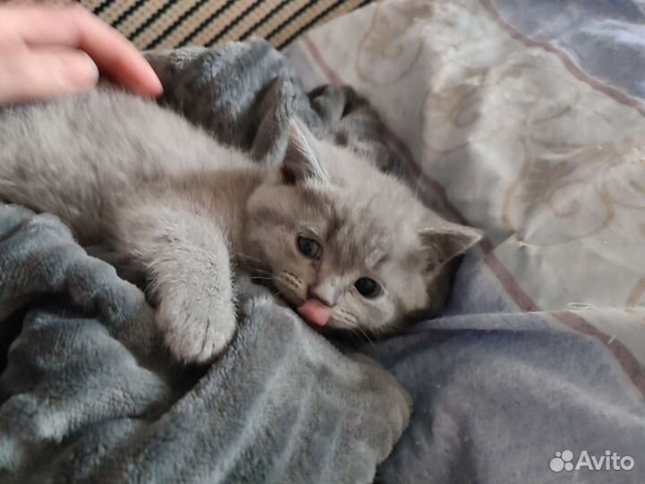 Кошки в добрые руки породистые