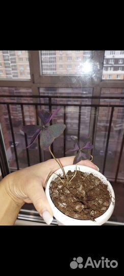 Кислица (бабочка)