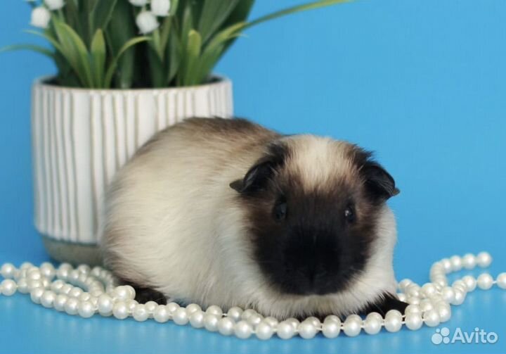 Морская свинка калифорния самец