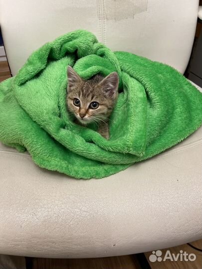 Котенок месяц