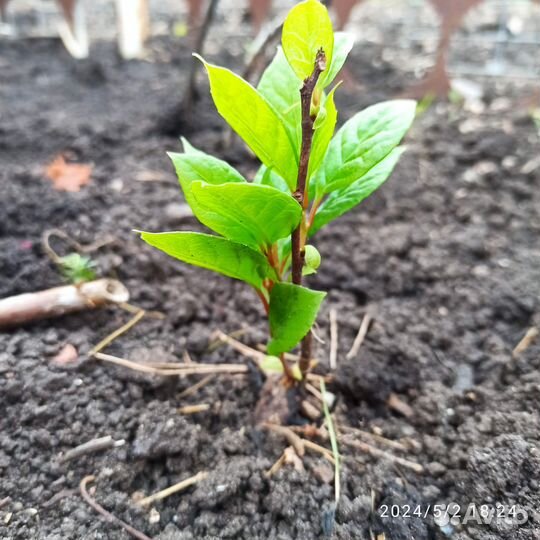 Лимонник китайский саженцы