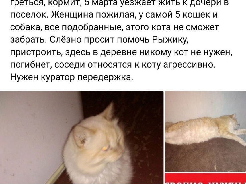 Выкинули домашнего кота