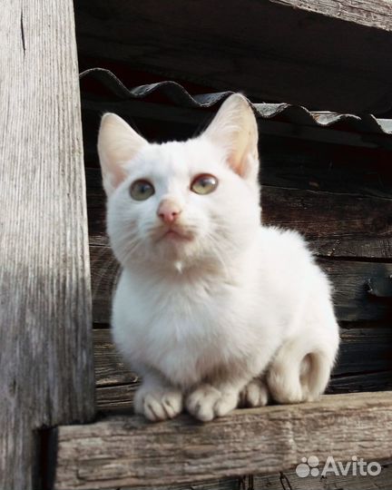 Отдам котят в надежные руки