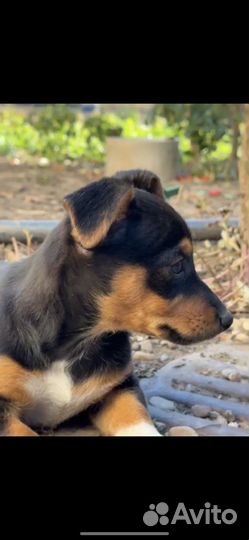 Щенки в добрые руки