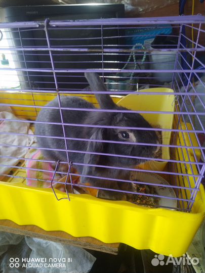 Декоративные кролики вислоухие