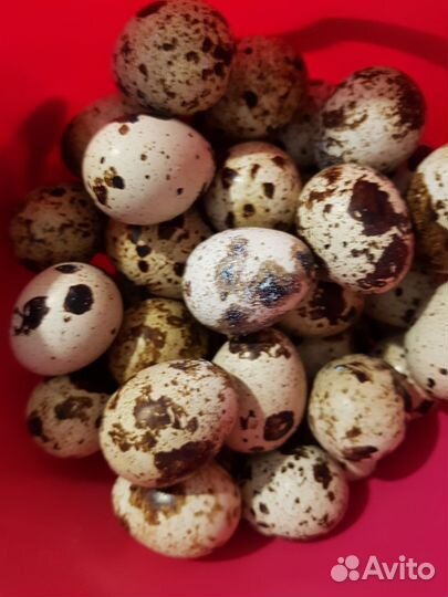 Яйца перепелиные домашние