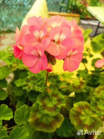 Пеларгония герань сортовая