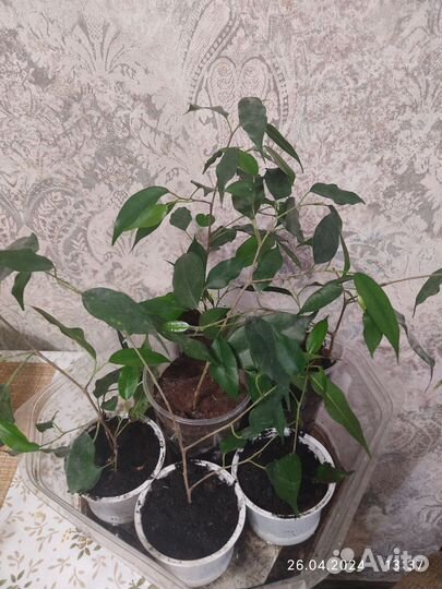 Фикус бенджамина