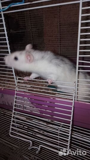Джунгарики. крыски морская свинка белочка дегу