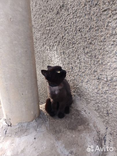 Кошки в добрые руки бесплатно