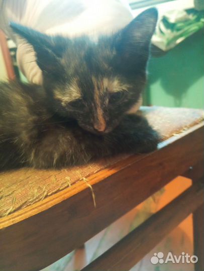 Кошка