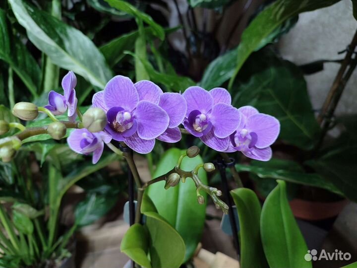 Орхидея фаленопсис Violet Queen