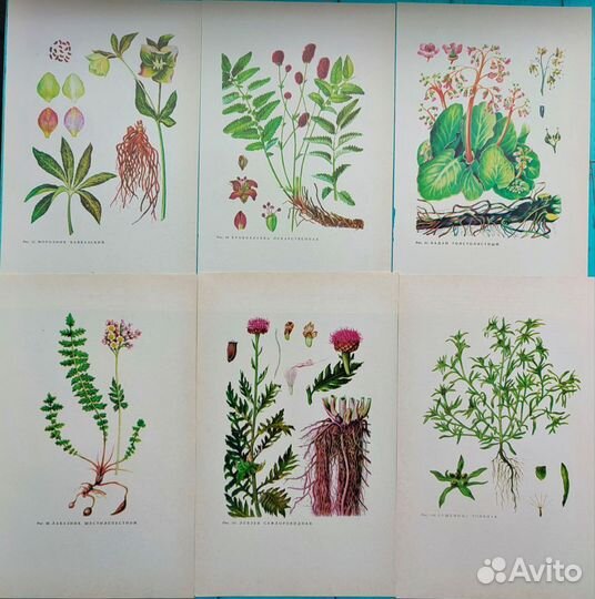 Винтажные ботанические иллюстрации растения