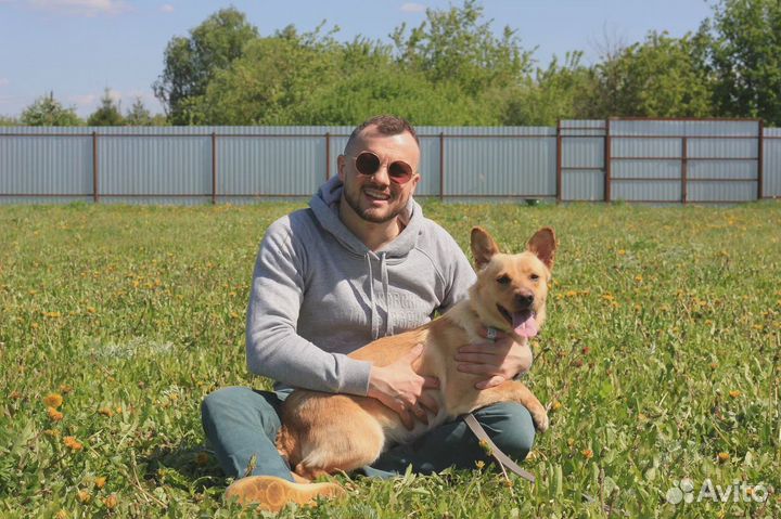 Пес рэм ищет хозяев