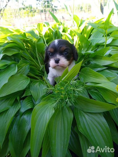 Девочка Кавалер Кинг Чарльза Спаниель