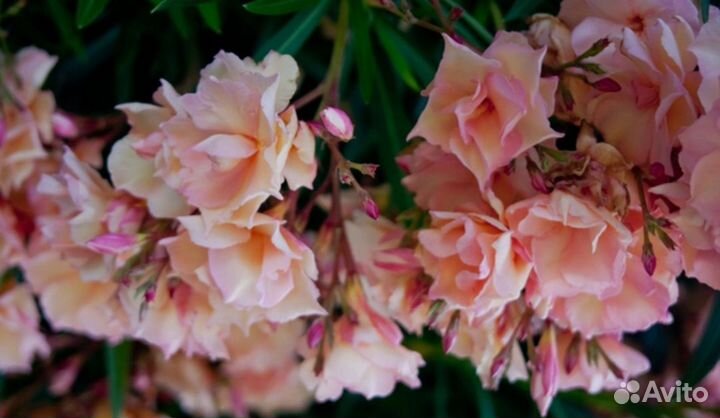 Олеандры сортовые