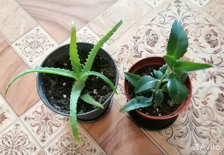 Комнатные цветы