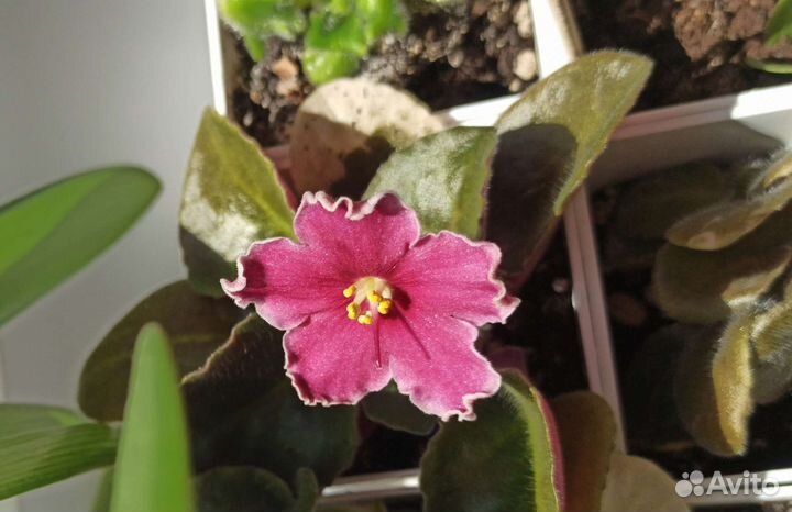 Комнатные цветы, растения разные