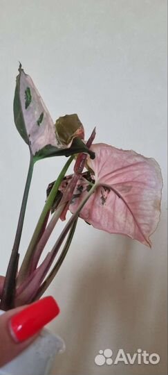 Сингониум клубничный лед galaxy