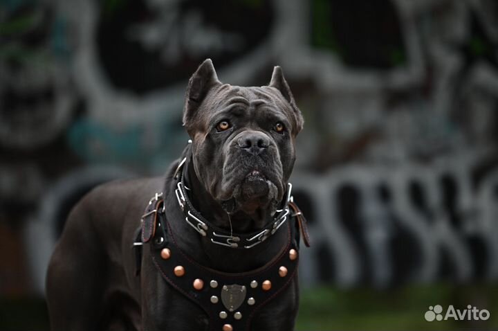 Кане корсо (вязка)