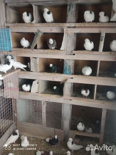 Голуби высоколетные