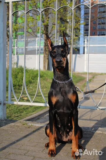 Доберман для фотосессии