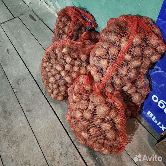 Картофель 