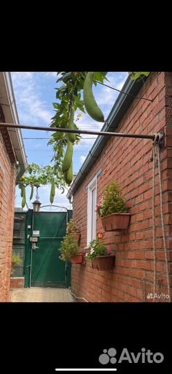 Мочалка люфа,лагинария-кавак