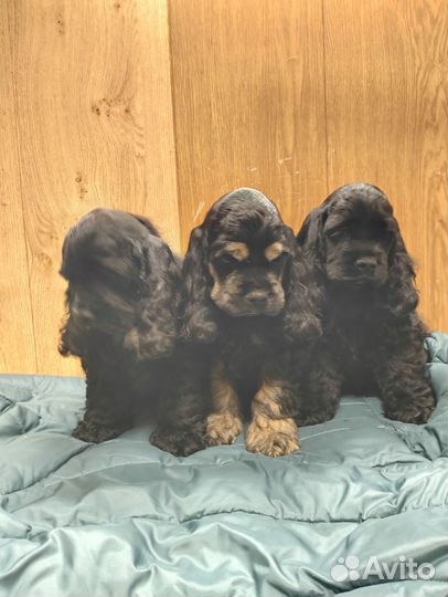 Кокер спаниель