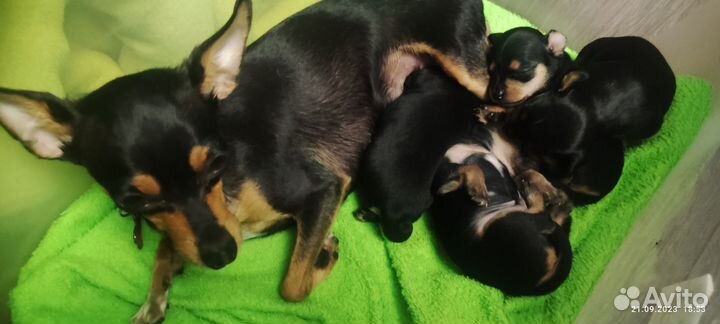 Той-терьер щенки