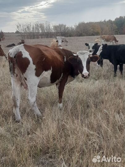 Корова дойная с теленком