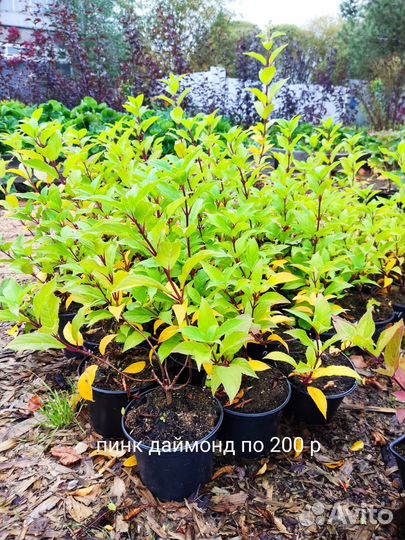 Гортензии метельчатые