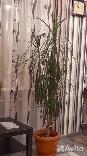 Пальма драцена