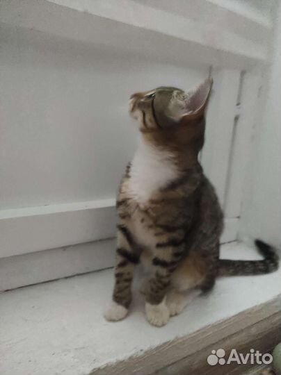 Кошечка ищет себе дом