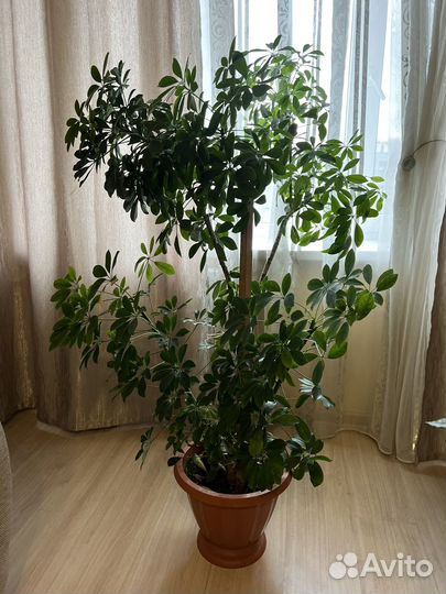 Комнатные цветы шефлера