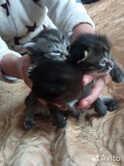 Курильский бобтейл