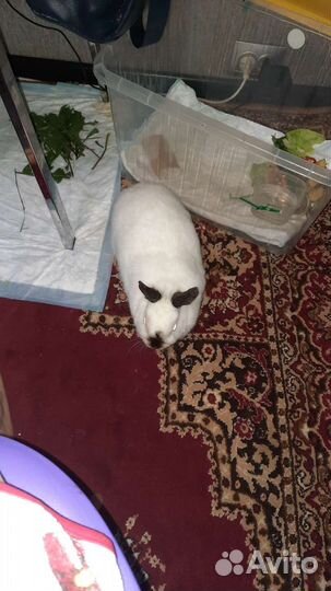 Декоративные кролики в добрые руки