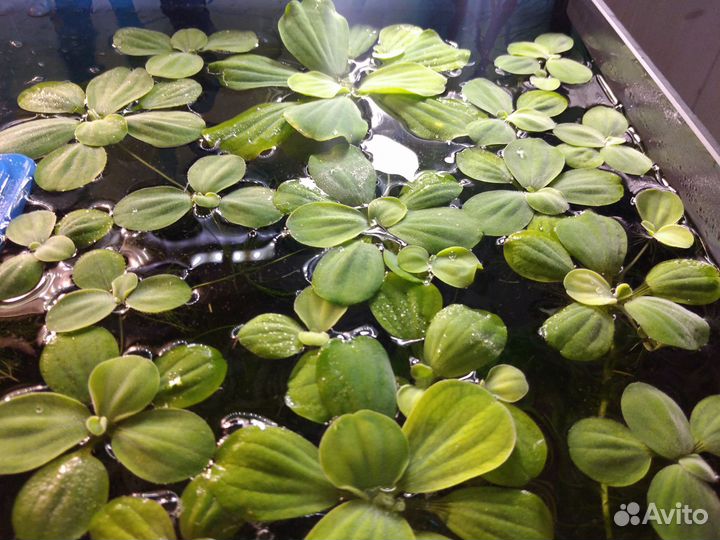 Пистия и другие аквариумные растения