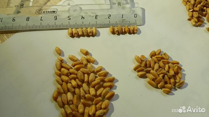 Пшеница семенная