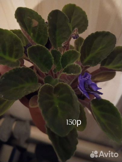 Фиалка в горшках