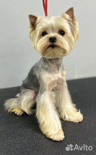 Стрижка собак и кошек в Калининграде