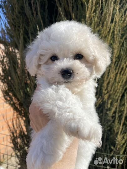 Бишон фризе