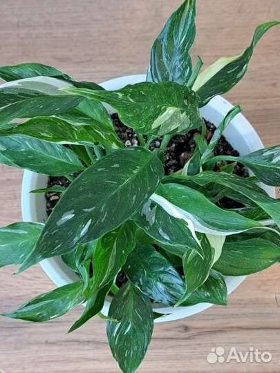 Спатифиллум джемени мини и другие комнатные цветы