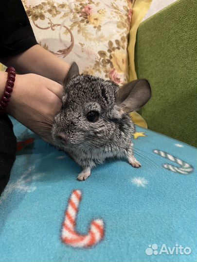 Продаются шиншиллы