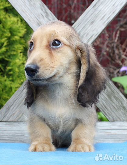 Кремовый мальчик