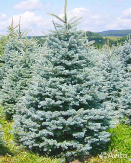 Ель колючая голубая Маджестик Блю